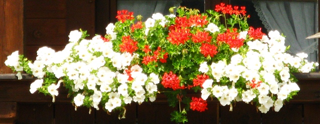 Decora Red mit Weiße Surfinien in voller Blütenpracht Decora Red mit Weiße Surfinien